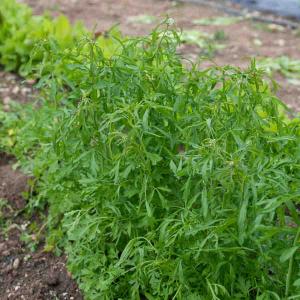 Cresson Alénois Frisé